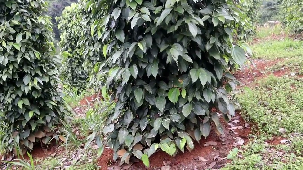 Mnanam Lada di Tajar mati