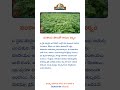 వంకాయ సాగుతో కాసుల వర్షం #telugu #tsfarmers #telugunews