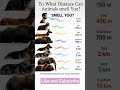 How Far Can Animals Smell Humans? 🐻👃 Amazing Animal Senses Explained!#AnimalFacts #Wildlife #Shorts