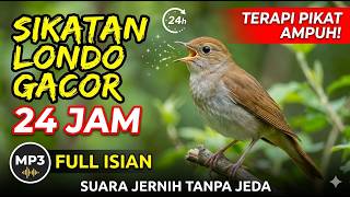 Masteran Sikatan Londo Gacor 24 Jam - Suara Jernih Crystal, Full Isian Spesial (Terapi Pikat Ampuh)