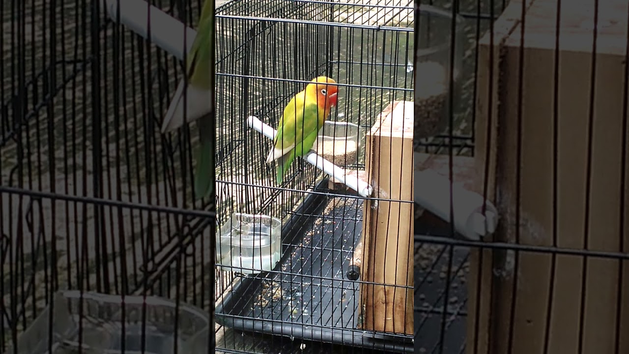 Lovebird sudah doublean, Bahan lovebird konslet kuningan. 