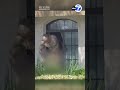 Naked man taken into custody by officers in tactical gear in Anaheim