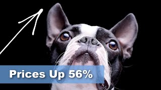 Boston Terrier Puppy Prices by Boston Terrier Society 8,002 views 3 years ago 3 minutes, 6 seconds