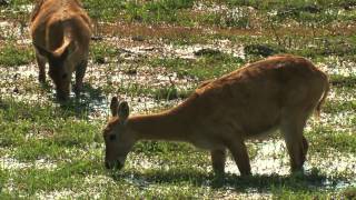 Kakuli Credits Norman Carr Safaris