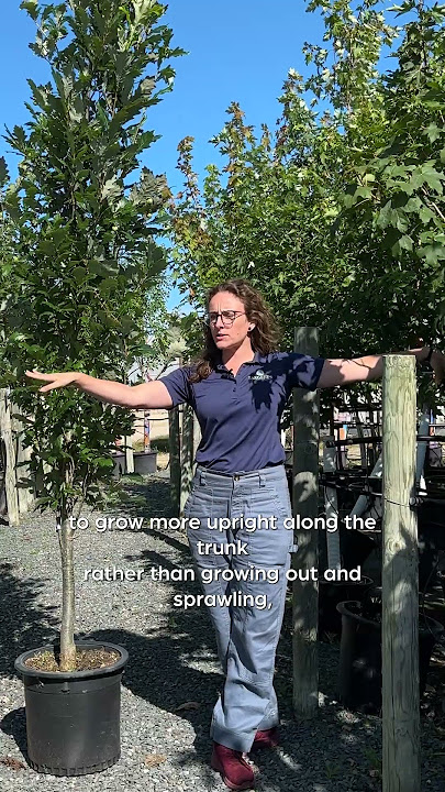 Meet the Regal Prince Oak: A Perfect Hybrid for Your Landscape