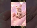 Dreamy Cute Animals - An imaginary kangaroo and a baby #cute #animals #baby #adorable #pets #healing