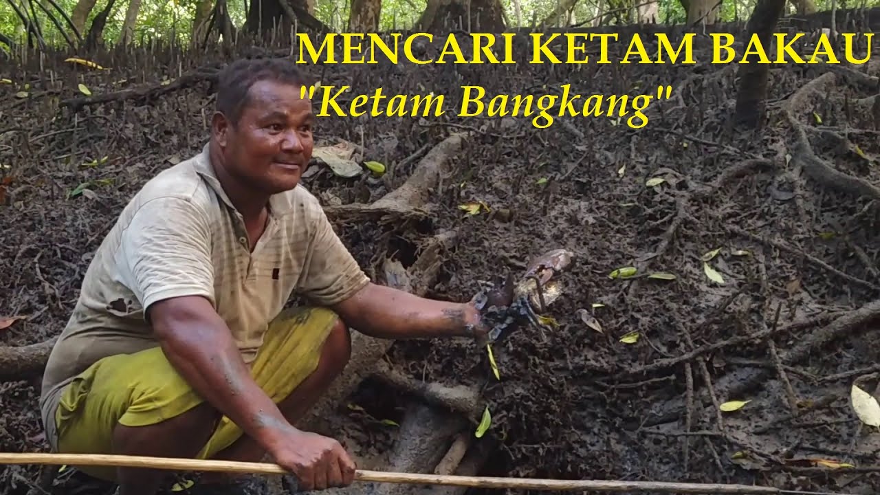 Mencari Ketam Bangkang dan Mancing Sembilang - catch and cook. 
