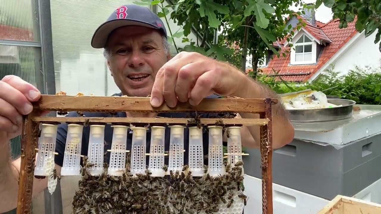 تربيه ملكات النحل وتلقيحها