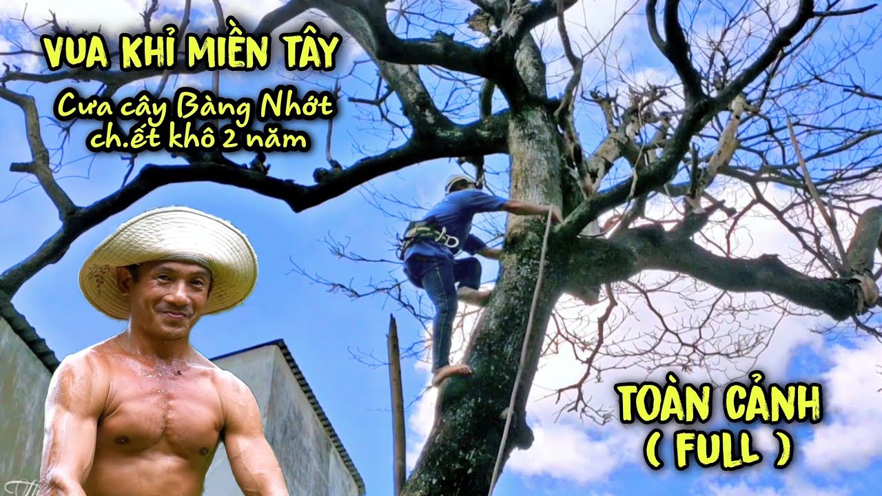 Sốc! Thợ Cưa Lắc Đầu Bỏ Về Chủ Nhà Lo Lắng Không Ai Dám Cưa Cây Bàng Khô Này Còn Vua Khỉ Thì Sao