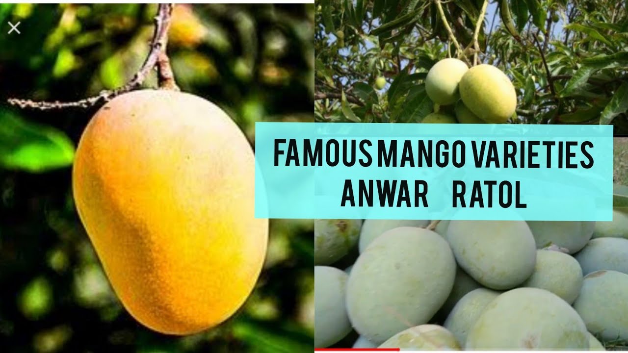 Most Expensive mango | Anwar Ratol I Best Mango Variety In Pakistan ...