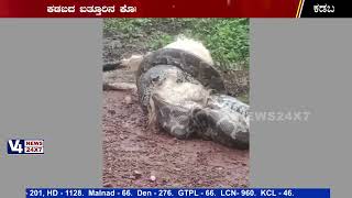 ಕಡಬ : 40ಕೆಜಿ ತೂಕದ ಆಡನ್ನೇ ನುಂಗಲು ಯತ್ನಿಸಿದ ಹೆಬ್ಬಾವು || kadaba python news