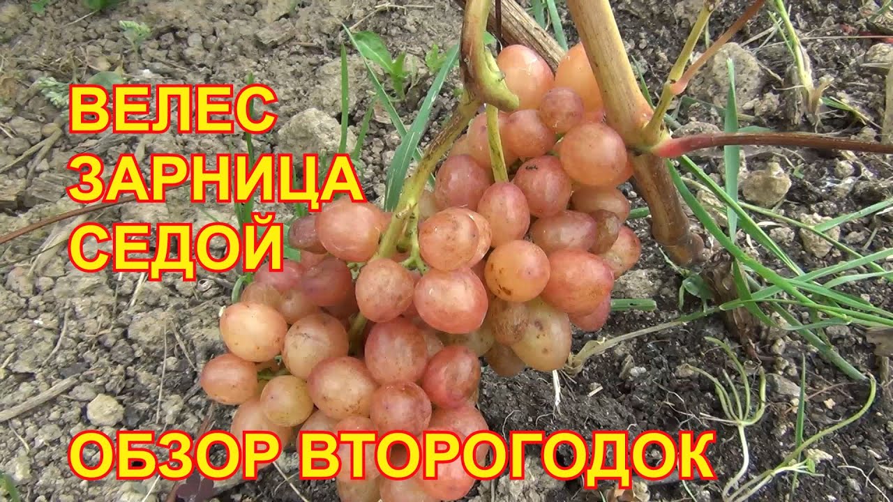 Велес. Зарница. Седой. Такие разные второгодки