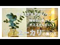 【ユーカリの飾り方】簡単お洒落なインテリアグリーン /  元花屋が教える花の飾り方 / Eucalyptus