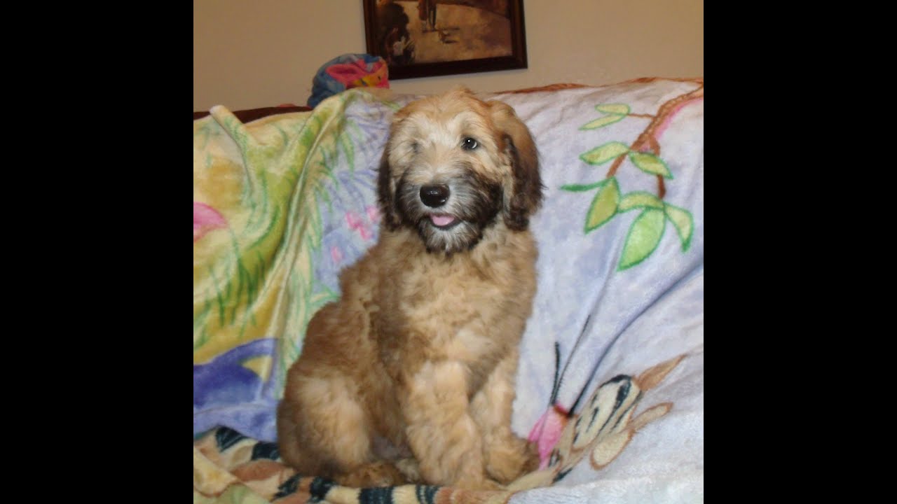Standard Whoodle Puppy Sullivan from YouTube