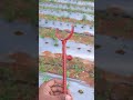 Easily REMOVE Stuck PVC Pipe Couplings With This SIMPLE Trick