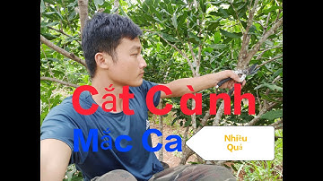 Cắt Cành Cây Mắc Ca