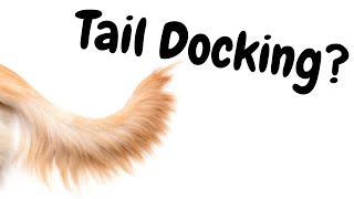 What is Dog  Tail Docking and is it Legal?