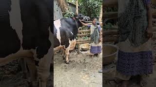 মহা বি-প-দে হামিদা আপা বড় গরু মানিক নিয়ে #cow #cattleworld #farming #bullfarm