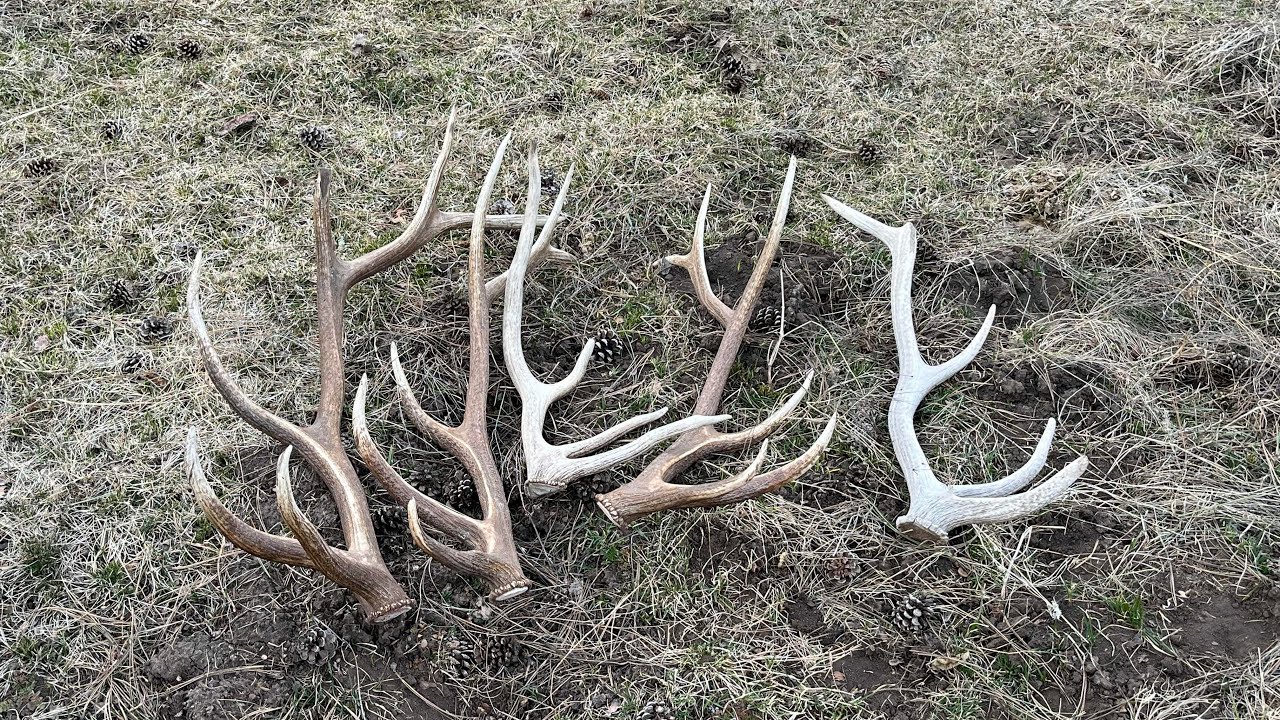 March 9th, 2023. Mescalero Elk Sheds YouTube