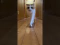 名前呼んだらお返事して走ってくる猫がかわいすぎました。#shorts #猫