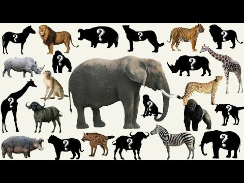 Video: Cara Mengangkut Haiwan