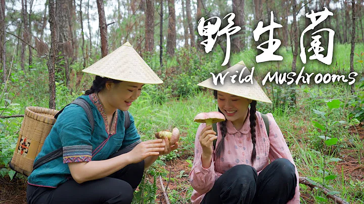 野生菌——雲南人的夏天，怎能少得了這一鍋鮮甜【滇西小哥】 - 天天要聞