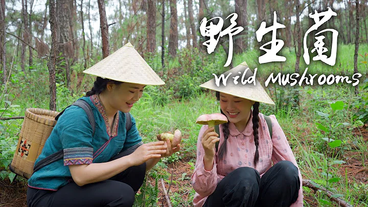 Wild Mushrooms - A pot of Indispensable Freshness  for Yunnan People in Summer - DayDayNews