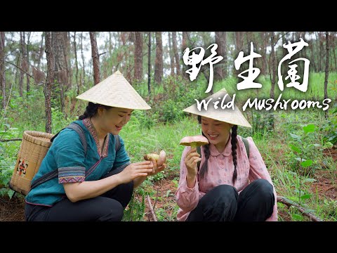 野生菌——云南人的夏天，怎能少得了这一锅鲜甜【滇西小哥】