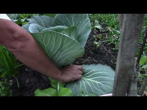 Video: Kålbeskæring - Tips til, hvordan man trimmer kål