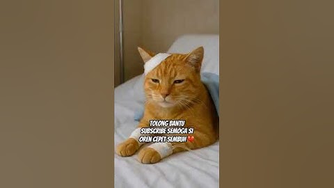 cepet sembuh oren 💔 #funny #aiandcats #aicats #animalintelligence  #cute #cat