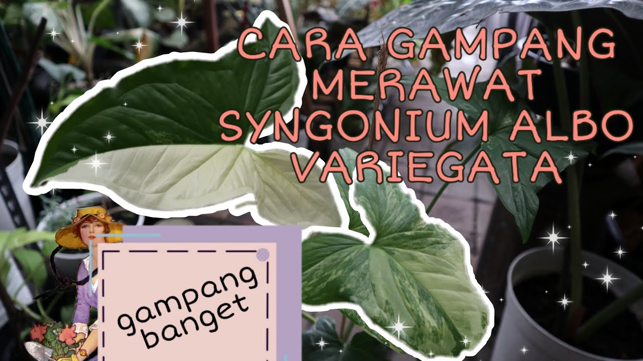 Cara Gampang Merawat Syngonium Variegata Syngonium Variegata Albo Syngonium Albo Youtube