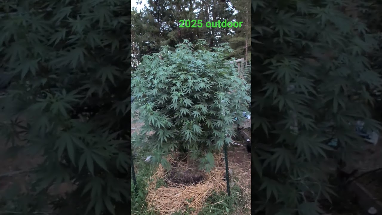 Humboldt seed co. genetics