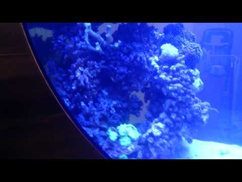 Come Aquascape rock dal vivo pronto per coralli