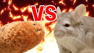 【チンチラ】カピバラと闘うチンチラ　ヤキモチを妬いて何度も飛び蹴りするあずきが凄い！【Chinchilla】