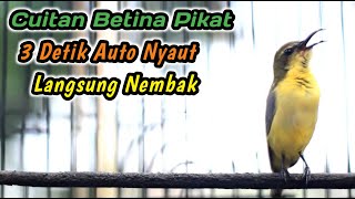 SOGON BETINA GACOR MEMANGGIL JANTAN‼️CUKUP SEBENTAR BIKIN SOGONMU LANGSUNG EMOSI AUTO RESPON NEMBAK