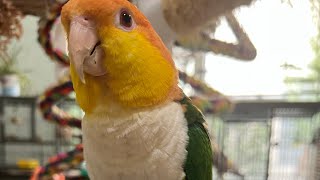 Thinking Of Getting A #Caique #Parrot? What I Would Want To Know #parrot_bliss