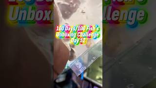 Day 52 🐟 Rarest Fish So Far?! | 100 Fish Challenge #aquarium #fishtank #aquaticpets #aquariumfish