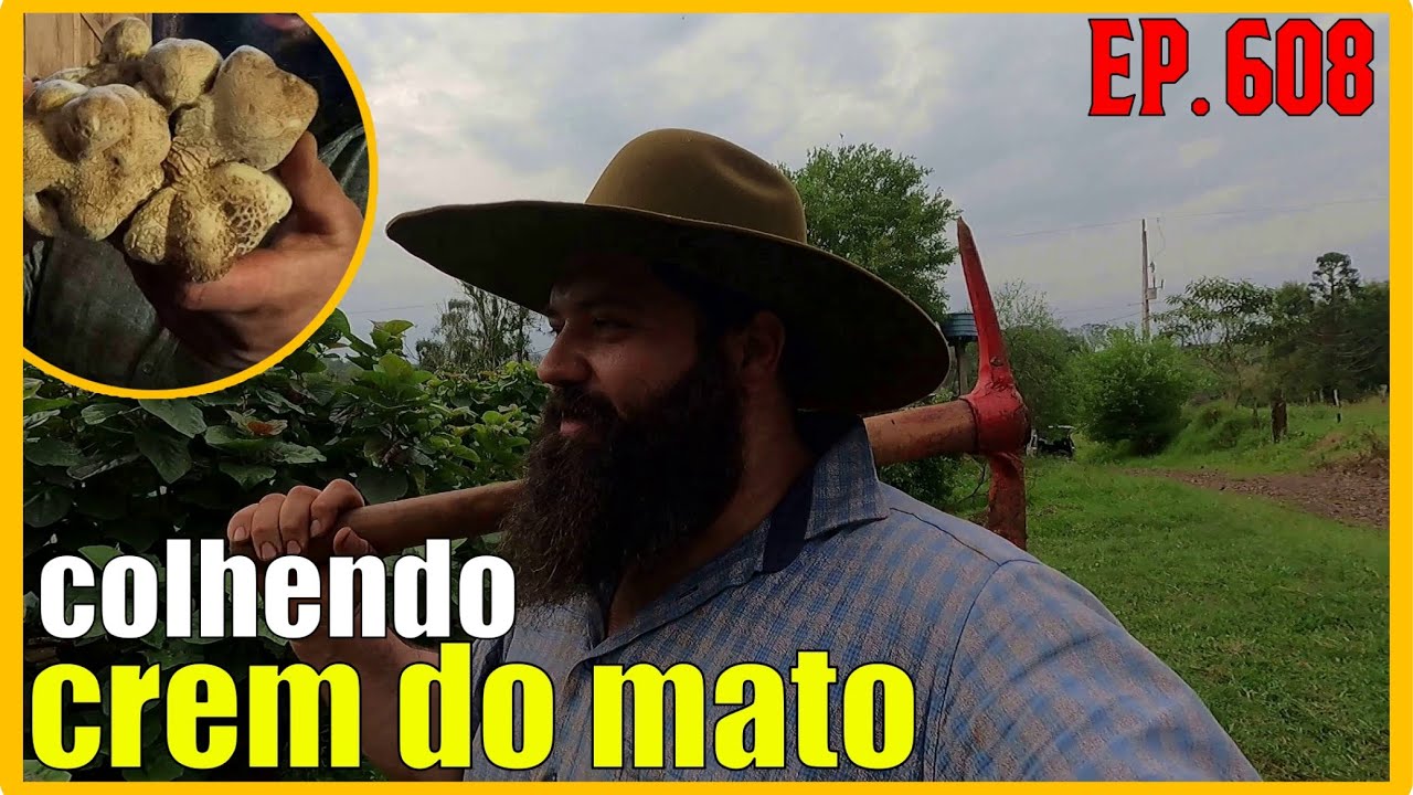 arrancando e preparando crem do mato (batata crem)