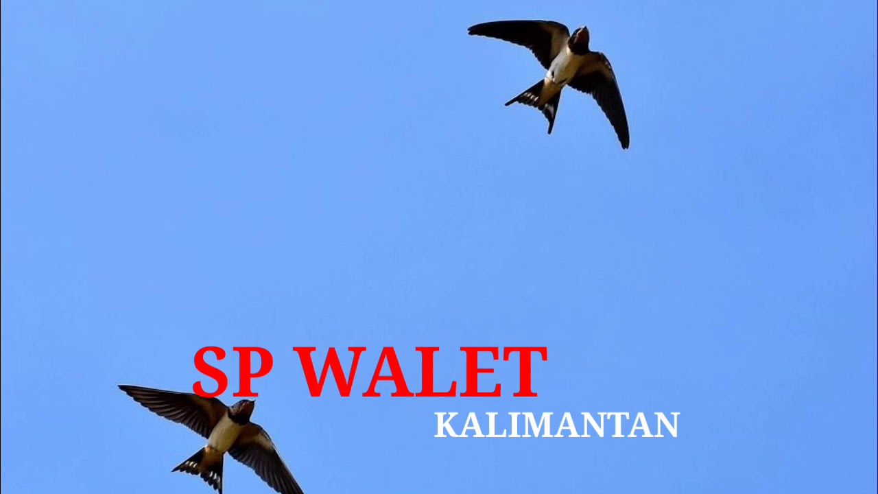 suara walet babon anak suara walet babon anak