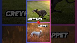Greyhound vs whippet