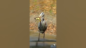 The nature that surrounds us. #calmingmusic #birds #waterbody #shortvideo