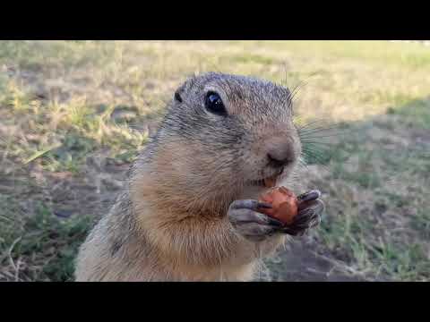 СУСЛИКИ / GOPHERS