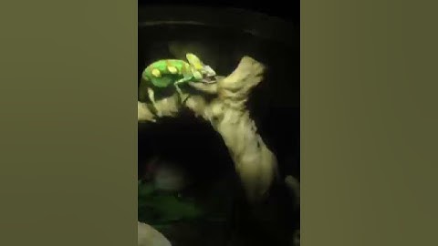 Funny Talking Chameleon