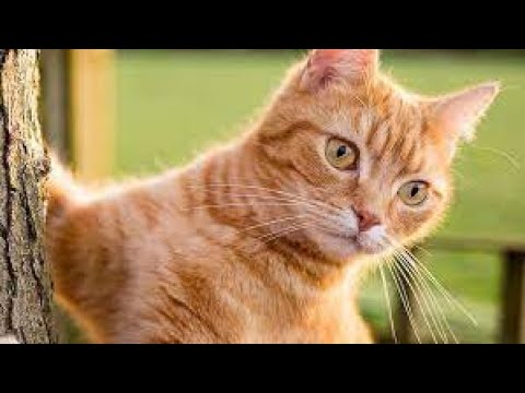 Video: Ko mačka mijavka?
