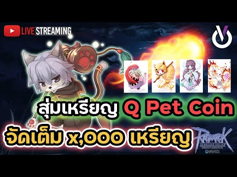 สุ่มเหรียญ Q-Pet Coin จัดเต็ม x,000 เหรียญ | Ragnarok