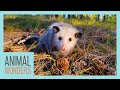 10 awesome opossum facts