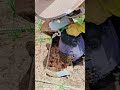 Full Bee Transfer Process! Log Hive Secrets