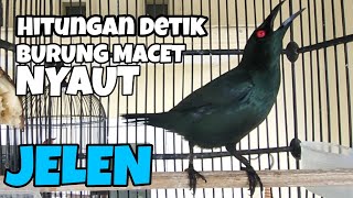 Jelen gacor teler materi sak alas ( jalak Keling)