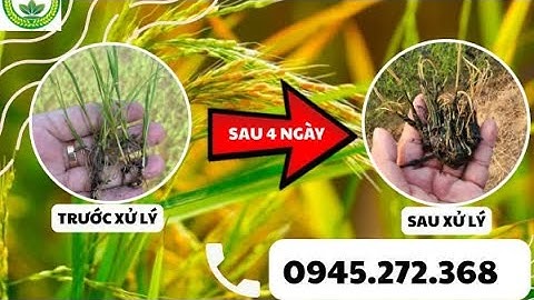 Thực tế xử lý lúa cỏ, lúa 2 tầng giúp nông dân. 