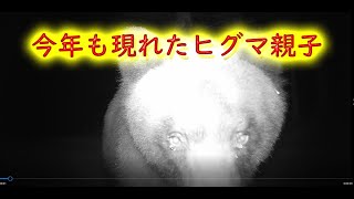 今年も現れたヒグマ親子　子熊の成長記録　トレイルカメラ　Brown Bear Trail camera　Hunting camera　北海道ヒグマチャンネル　ヒグマ　羆